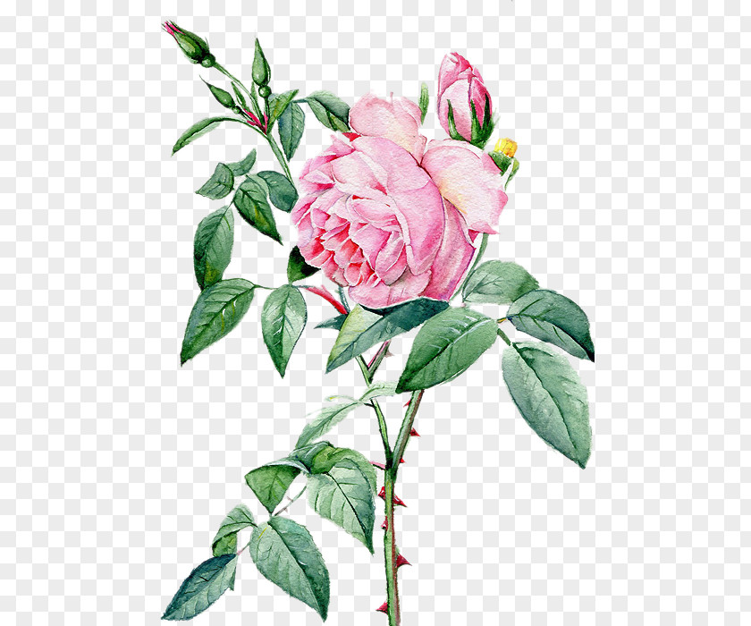 Beautiful Hand-painted Peony Flower Material Rosa Chinensis Beach Rose Landscape Architecture PNG