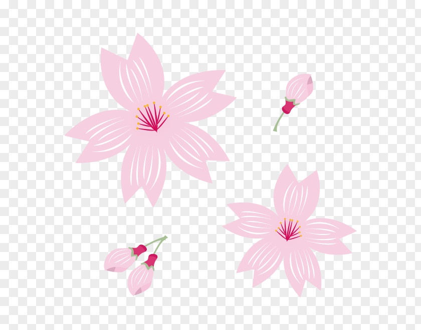 Cherry Blossoms Flowering Plant Floral Design Petal PNG