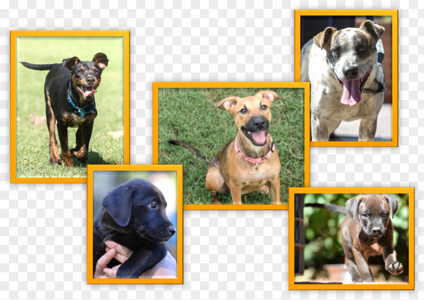 Dog Breed Puppy Animal Rescue Group Snout PNG