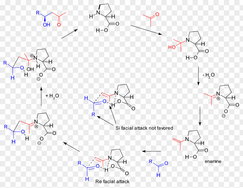 Hajos–Parrish–Eder–Sauer–Wiechert Reaction Organocatalysis Organic Chemistry Enamine PNG