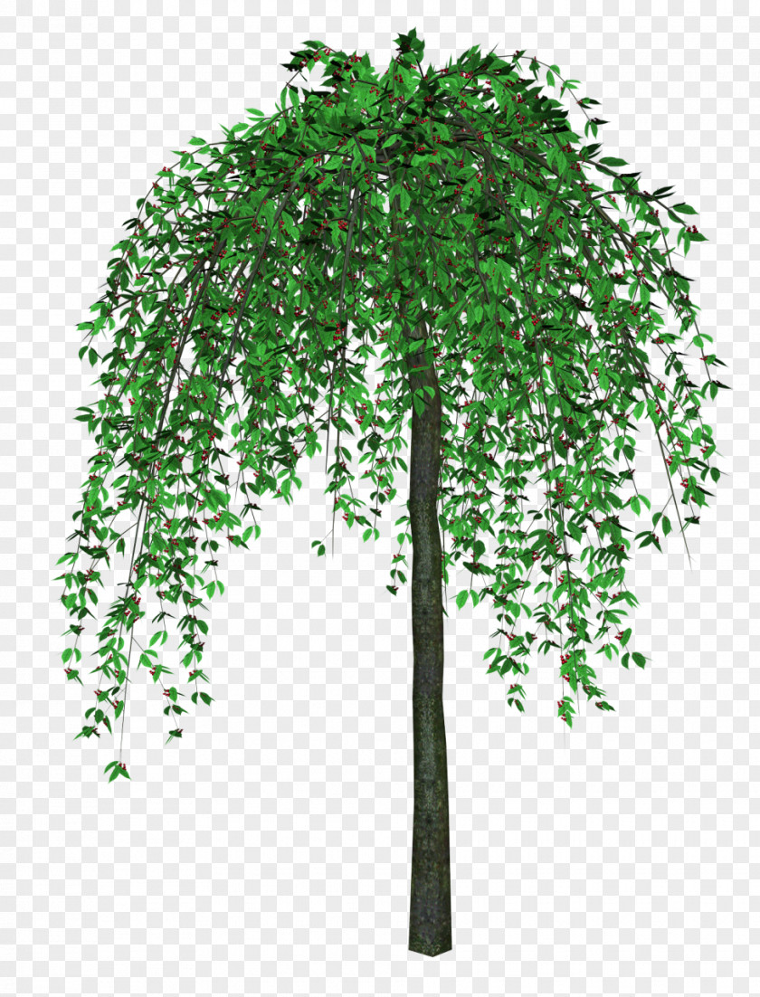 Tree Clip Art PNG