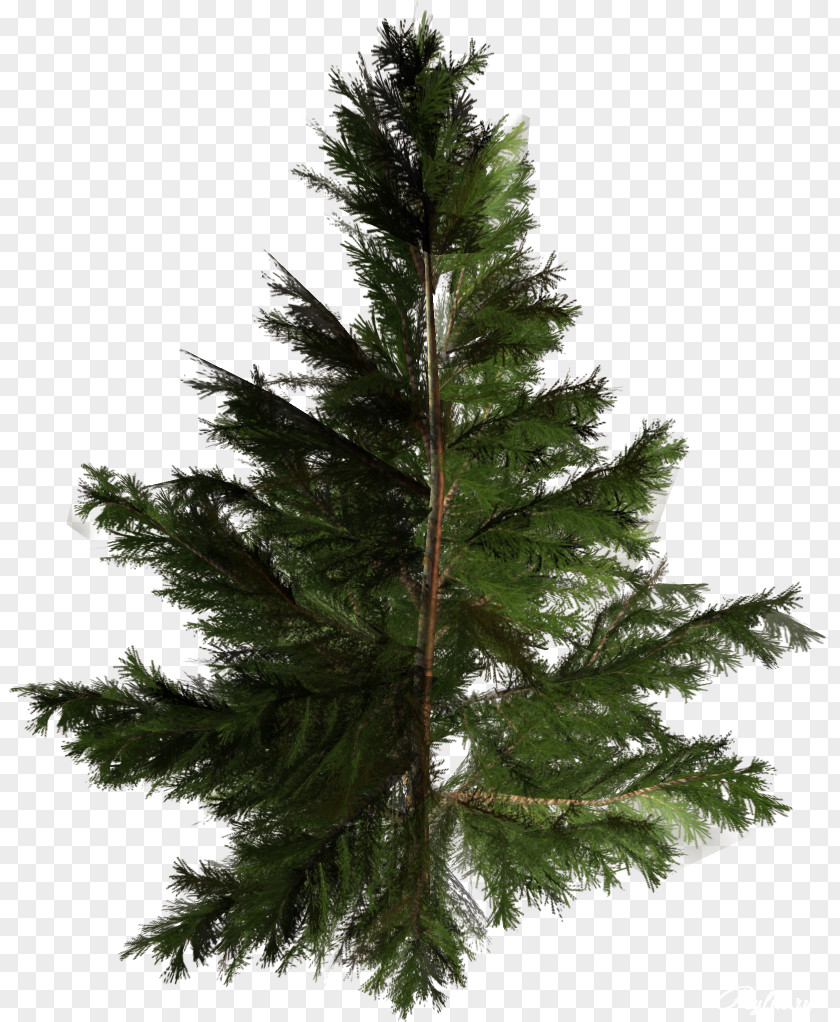 Vigor Green Trees Pictures Christmas Tree Amazon.com Conifers Pine PNG