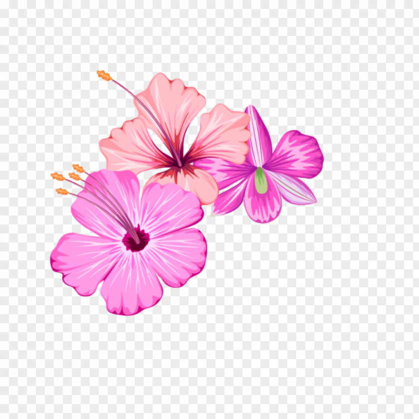 Flowering Cabbage Pink Flower Clip Art Cut Flowers Transparency PNG
