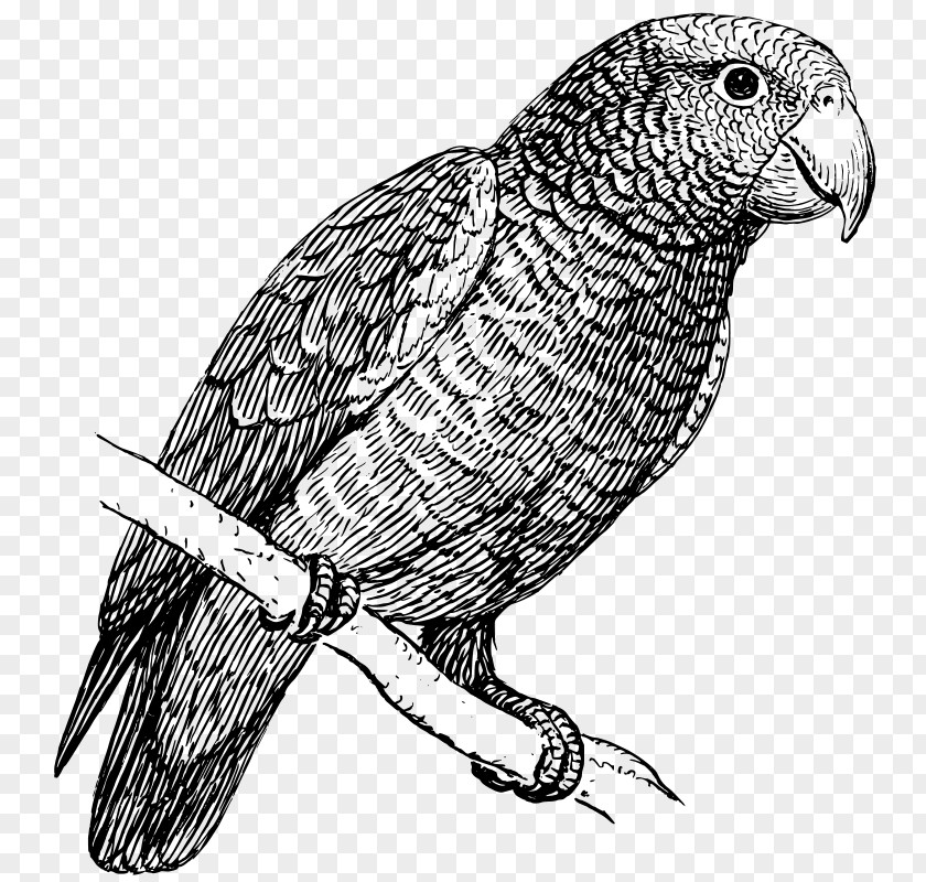 Parrot Black And White Budgerigar Clip Art PNG