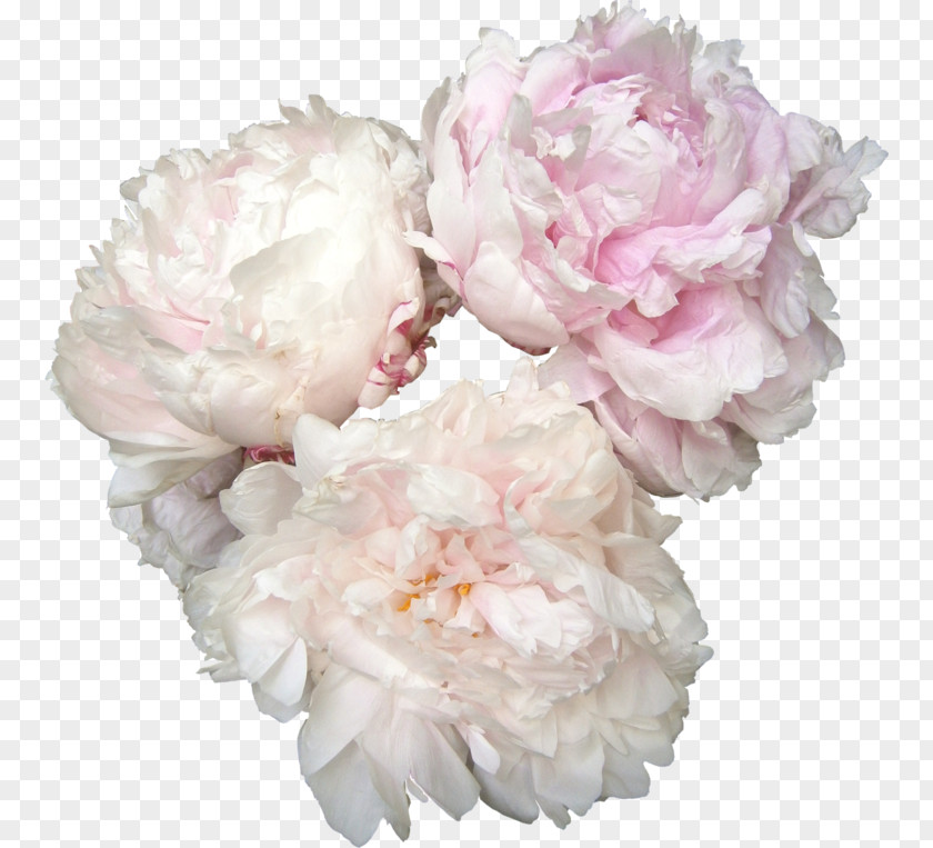 Peony Flower Rose PNG