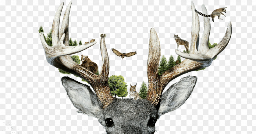 Reindeer Parc Animalier De Sainte-Croix Red Deer Antler PNG