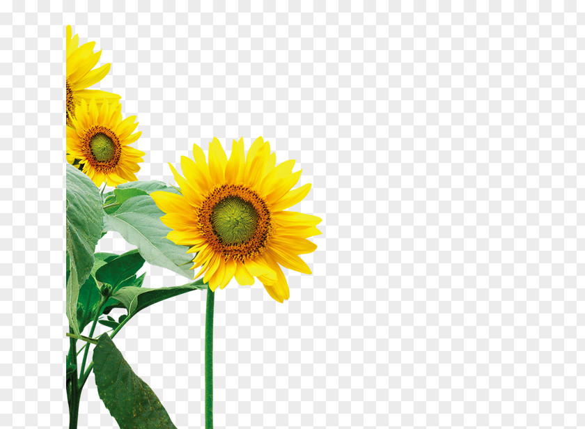 Sunflower Floral Elements Common Yellow PNG