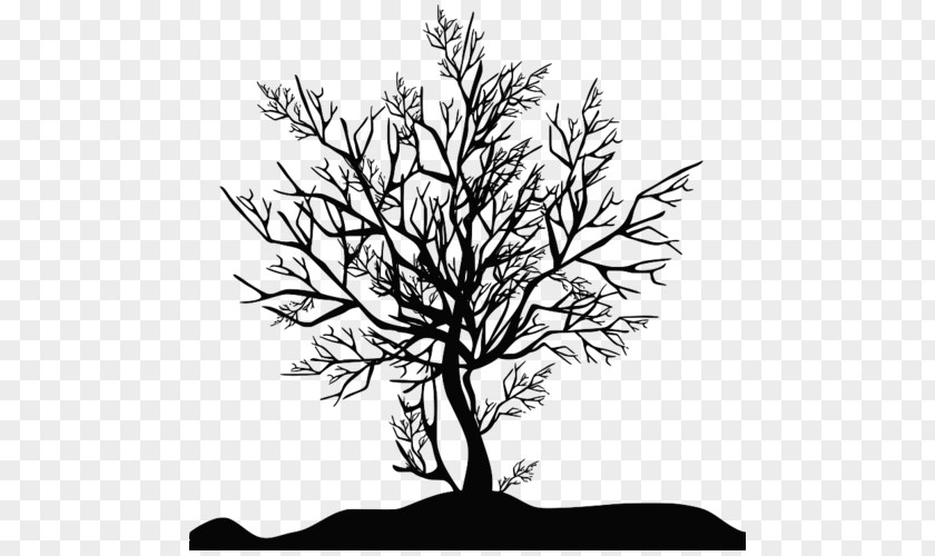 Tree Photography Silhouette Clip Art PNG