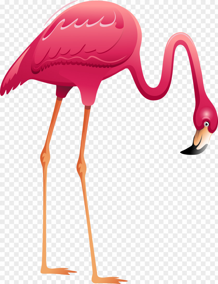 Flamingo Greater Mural Bird PNG