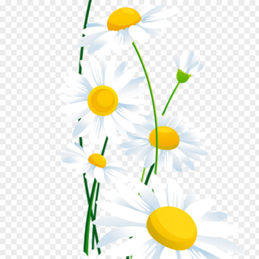Flower Borders And Frames Clip Art Common Daisy PNG