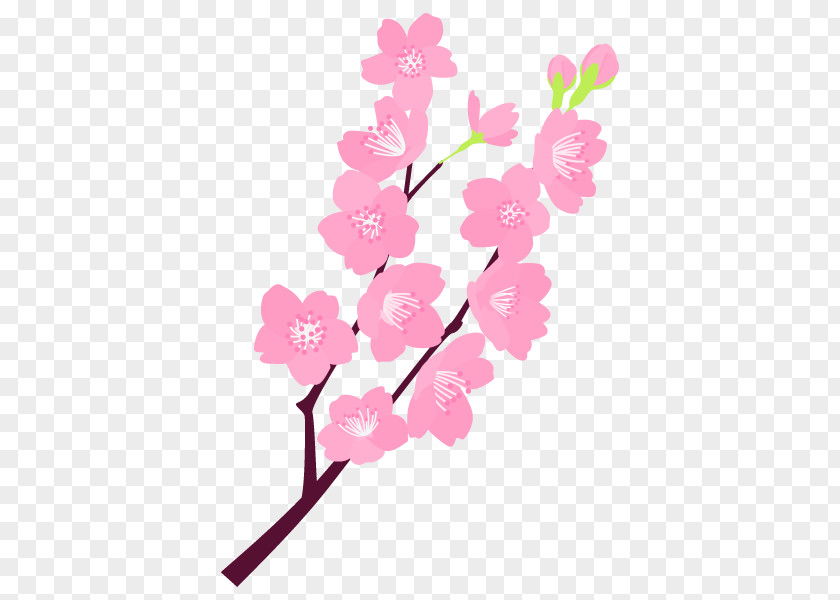 Kumamoto Psychic Cherry Blossom Floral Design Flower PNG
