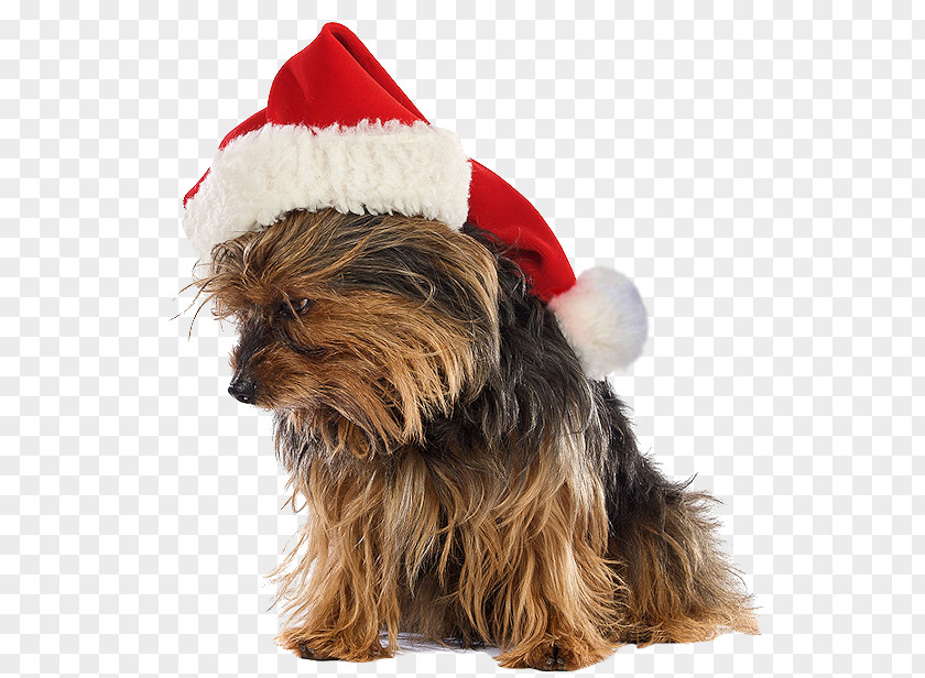 Puppy Yorkshire Terrier Australian Silky Santa Claus PNG