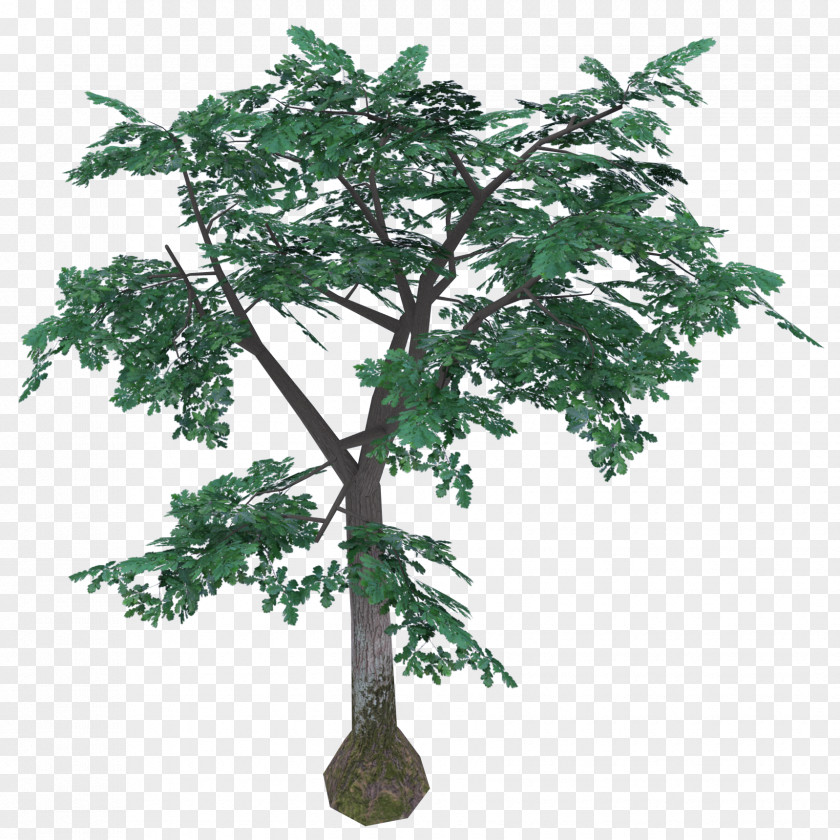 Quercus Phellos Unregistered Trademark Flowerpot History Houseplant PNG