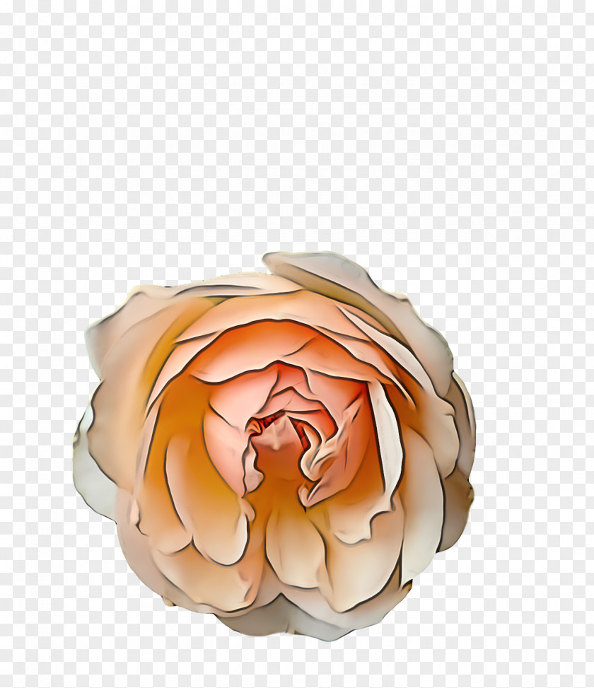 Garden Roses PNG