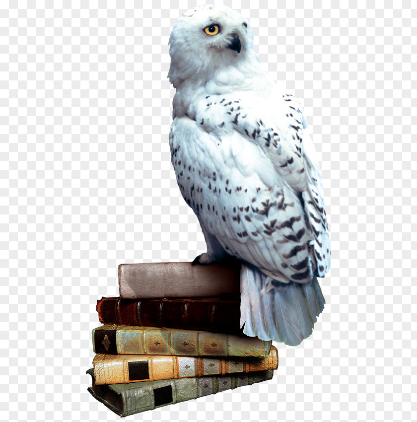 Harry Potter And The Philosopher's Stone Owl Chamber Of Secrets Ron Weasley PNG