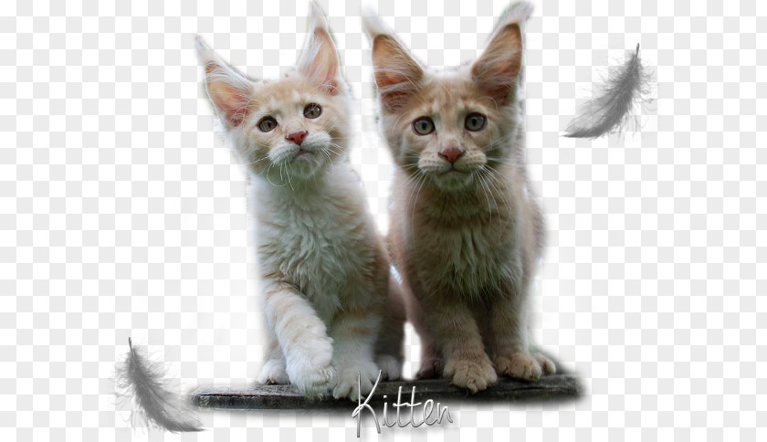 Maine Coon Cats Black Kitten American Wirehair Javanese Cat German Rex PNG