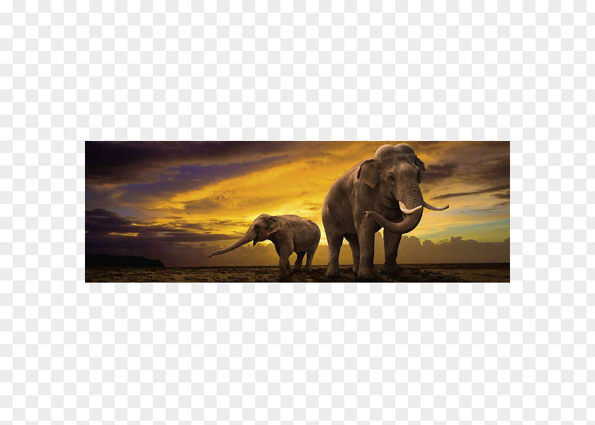 Panaroma African Elephant Lion Hippopotamus Rhinoceros PNG