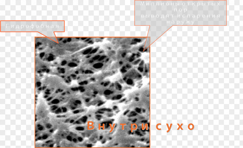 Pores Cell Membrane Hidrofobie Polytetrafluoroethylene Clothing PNG