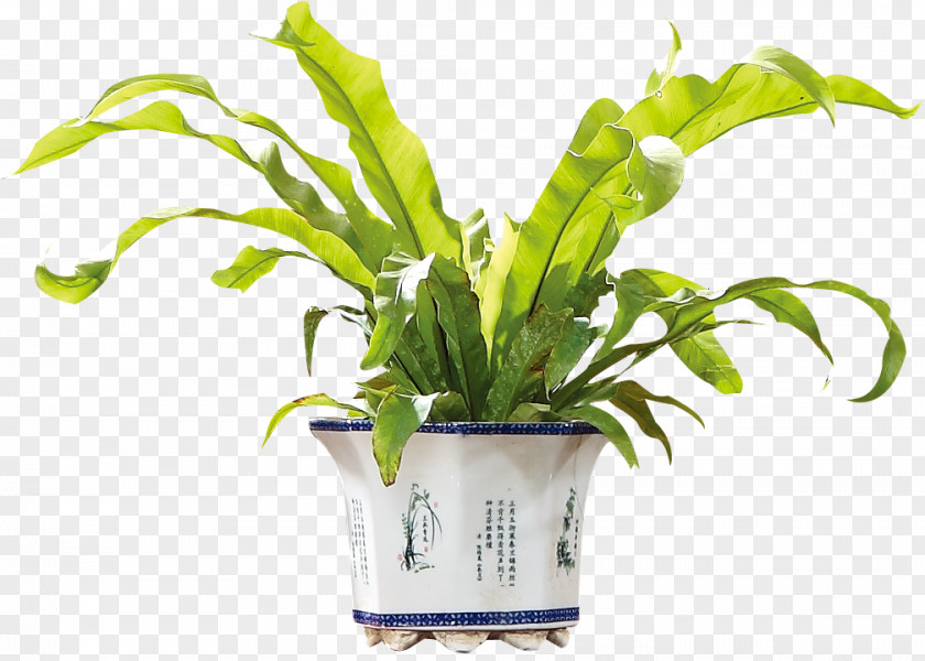 Potted Plant Download Flower PNG