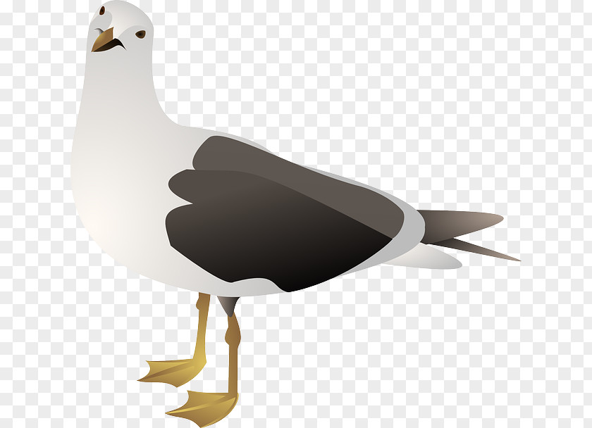 Seagull Gulls European Herring Gull Clip Art Openclipart Vector Graphics PNG