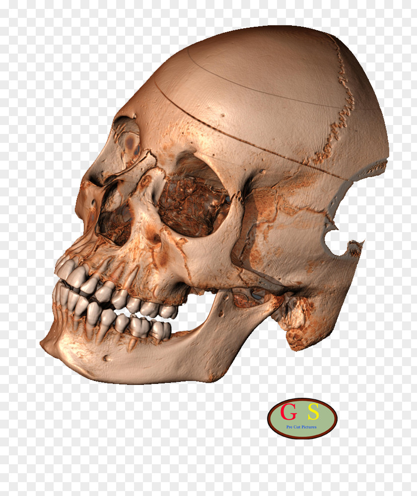 Skeleton Human Skull Snout Turtle PNG
