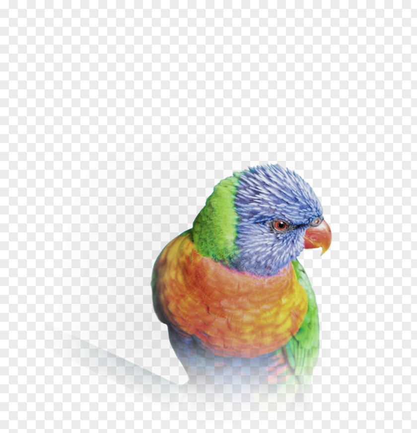 Budgerigar Video Beyond Clarity 4K Resolution High-definition Television PNG