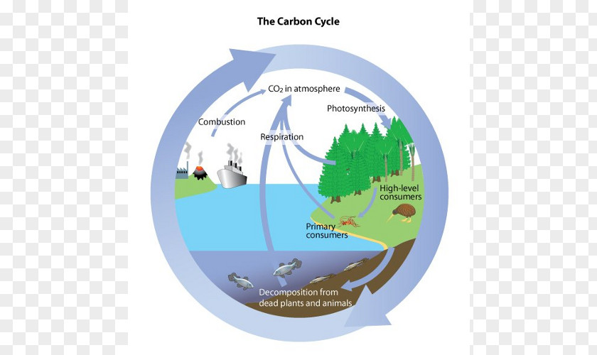 Carbon Cycle Water Biology Dioxide Oxygen PNG