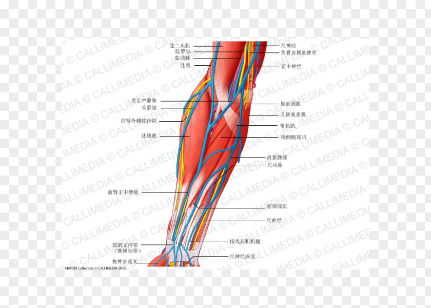 Arm Anterior Compartment Of The Forearm Blood Vessel Nerve Muscle PNG