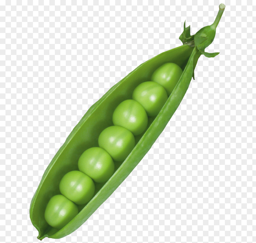 Pea Clip Art PNG