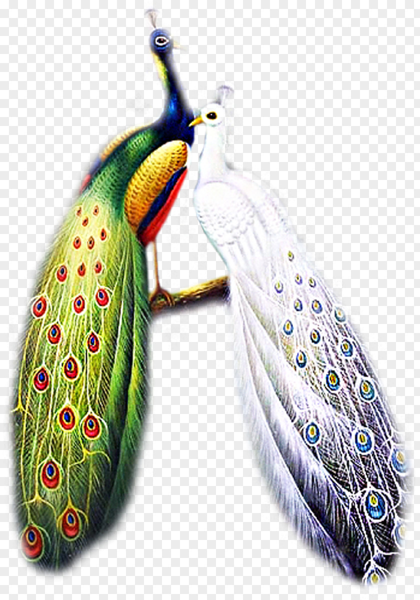 Peacock Bird PNG