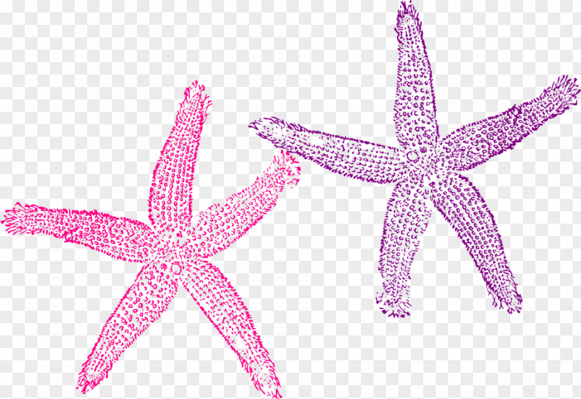 Starfish Color Clip Art PNG