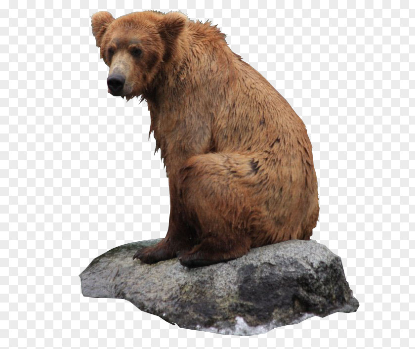 Bear Grizzly Icon PNG