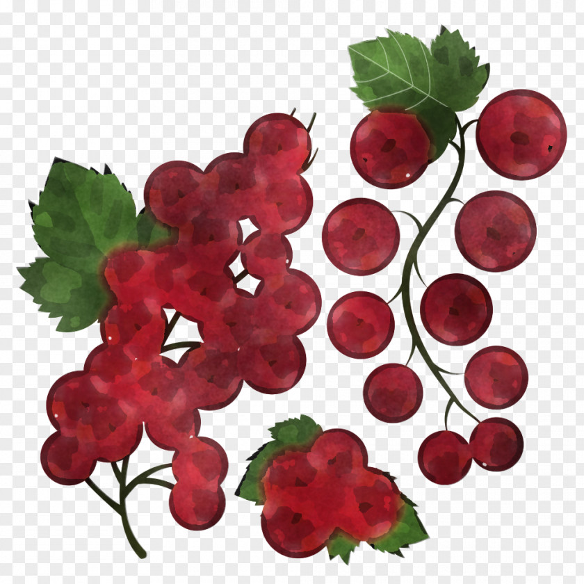 Berry Plant Currant Fruit Grape Leaves PNG