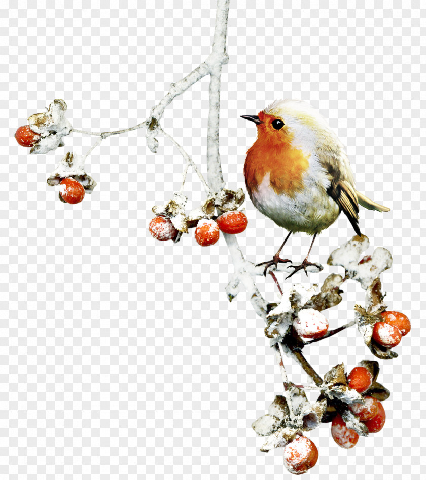 Birds Bird Winter Clip Art PNG