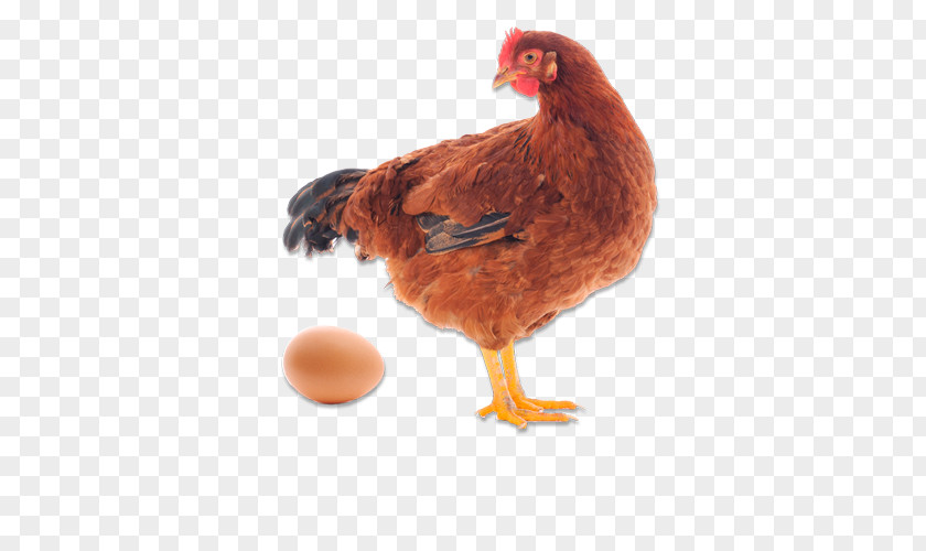 Egg Wyandotte Chicken Quail Hen Galliformes PNG