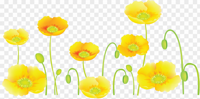 Poppy Flower Common Clip Art PNG