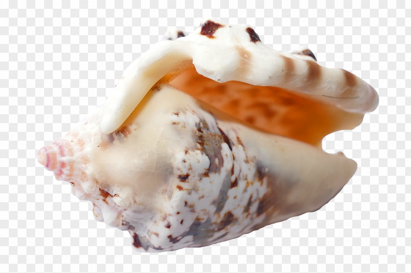 Seashell Beach Scallop PNG