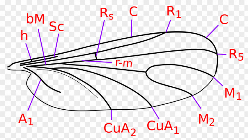 Insect Sciaridae Nematocera Mycetophilidae Sandflies PNG