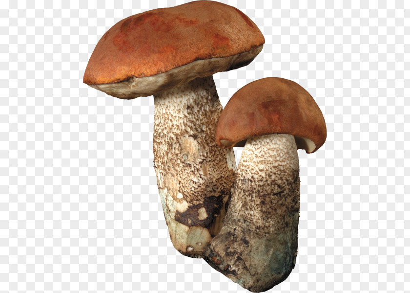 Large Mushroom Colorful Buckle-free Material Fungus Edible Boletus Edulis Clip Art PNG