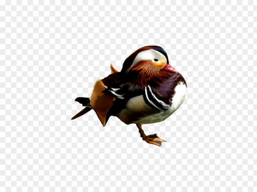 Mandarin Duck Bird PNG
