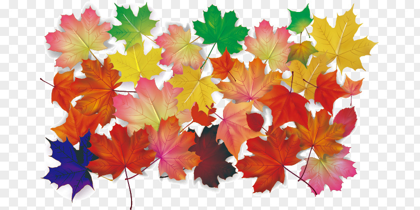 Maple Autumn Leaves Leaf PNG