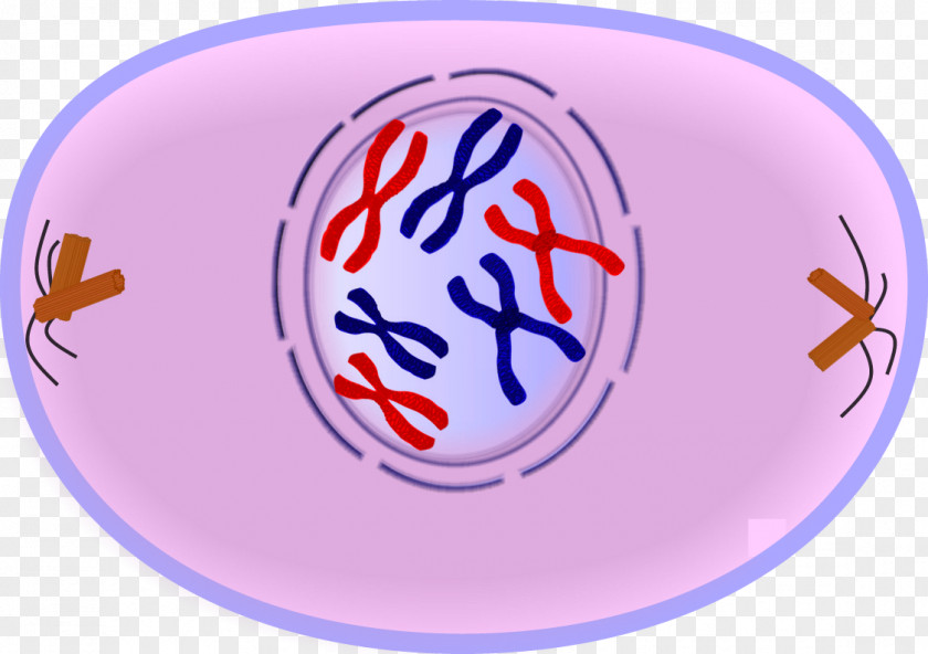 Stage Mitosis Prophase Metaphase Cell Division Meiosis PNG