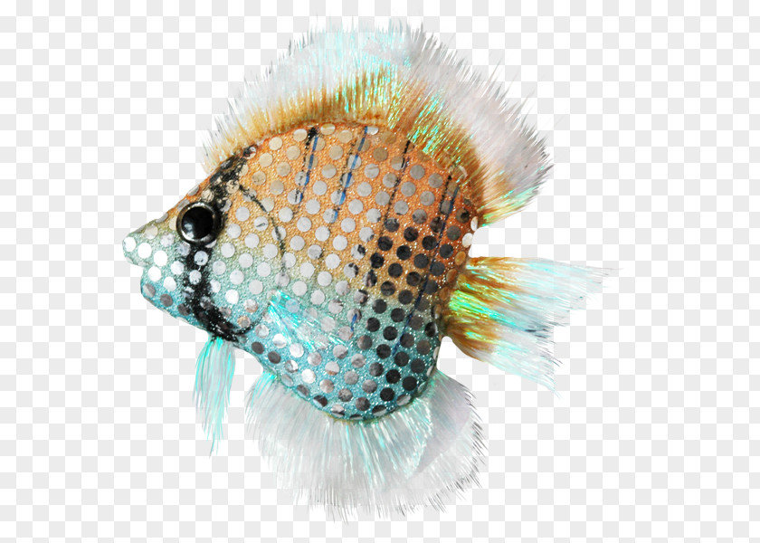 Fish Close-up .cf Turquoise PNG