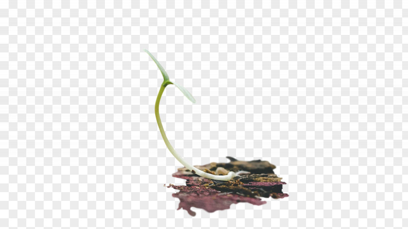 Twig Leaf PNG