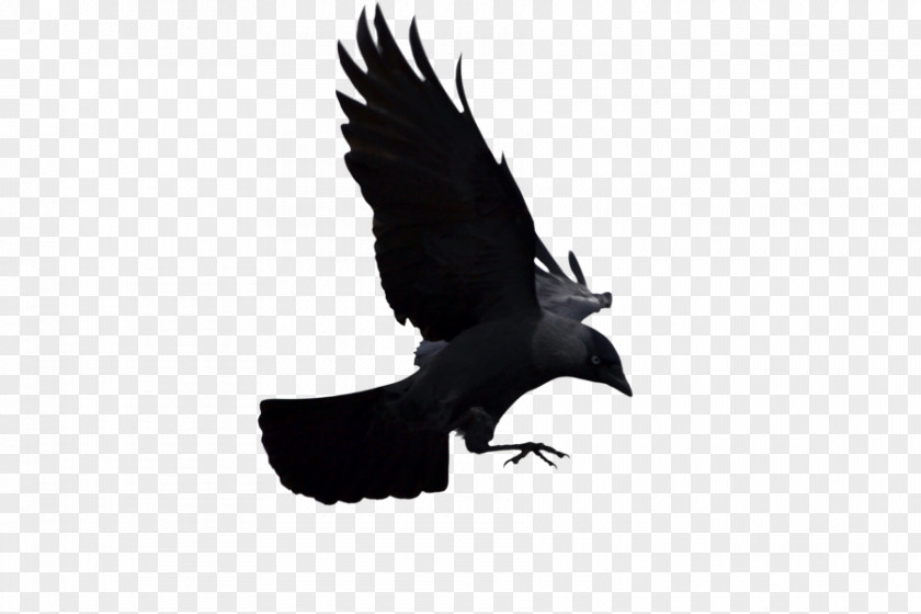 Bird Bald Eagle American Crow Common Raven Western Jackdaw PNG