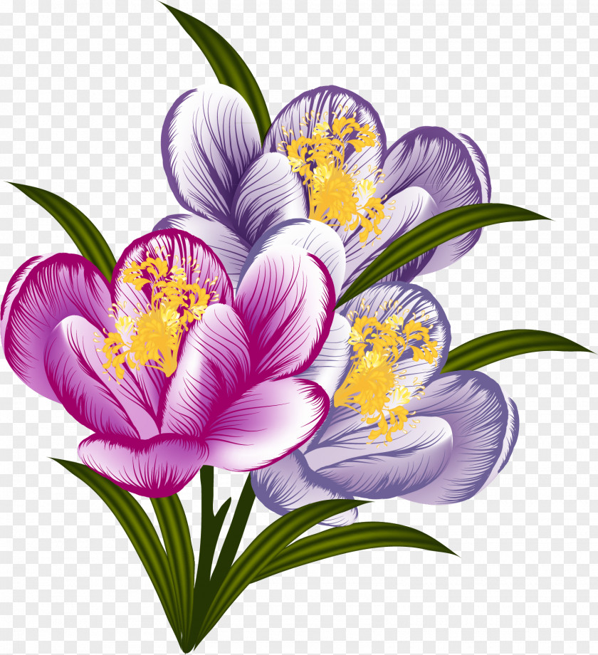 Crocus Flower Floral Design Clip Art PNG