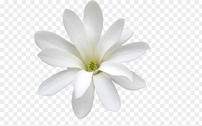 Flower Magnolia White Petal Arabian Jasmine Orchids PNG