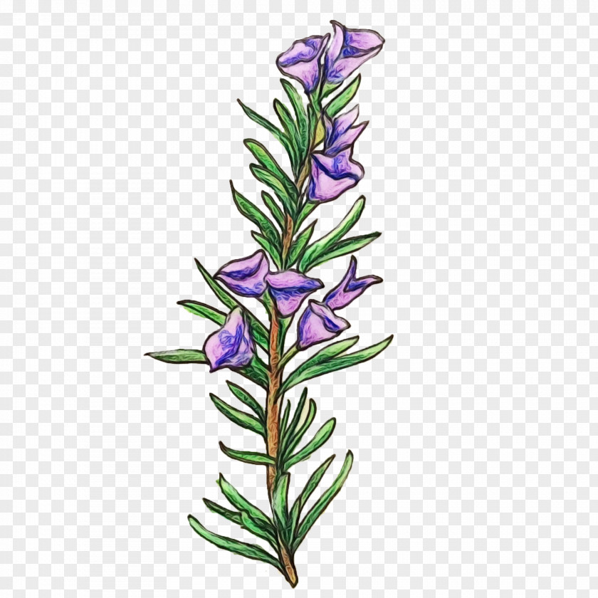 Perennial Plant Bellflower Family Watercolor Flower Background PNG