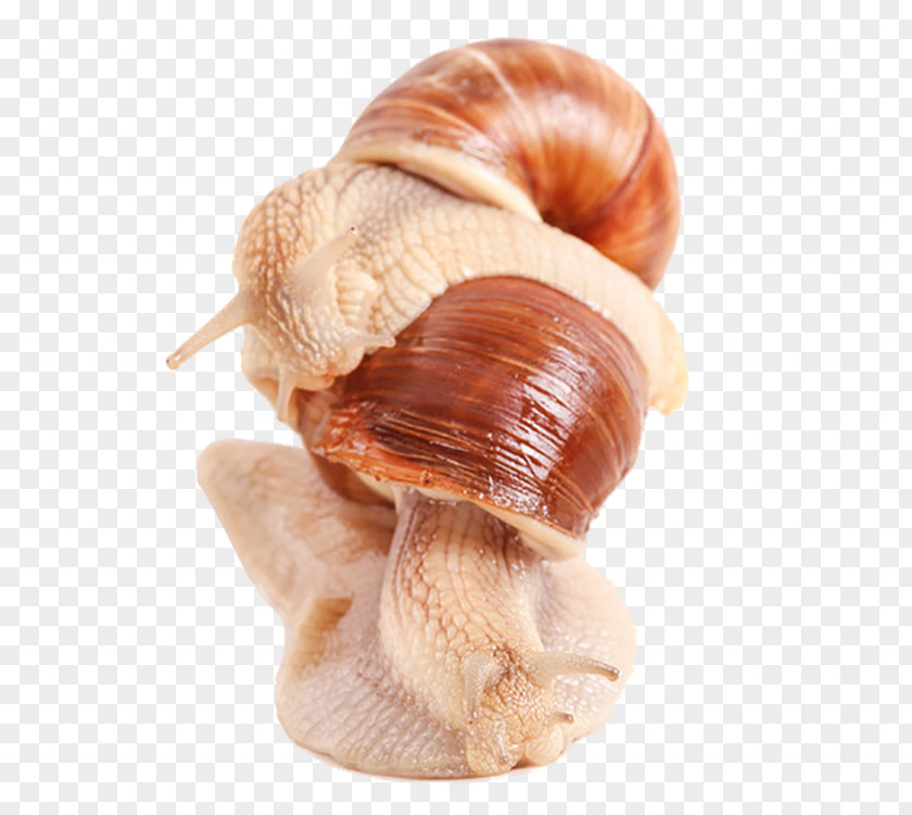 Snails Burgundy Snail Cornu Aspersum Euclidean Vector PNG