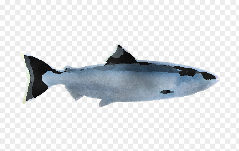 Sockeye Salmon Fish Products Shark PNG